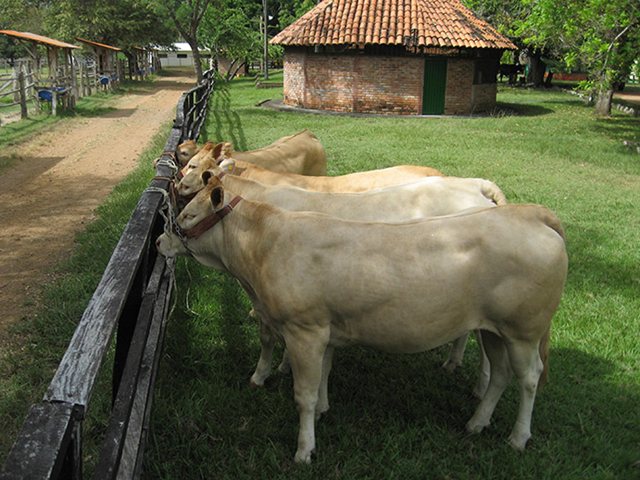 La rabia y las zoonosis
