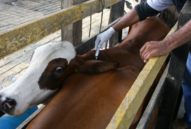 Ganaderos venezolanos pueden acceder a las vacunas contra la fiebre aftosa y brucelosis bovina en zona fronteriza de Colombia