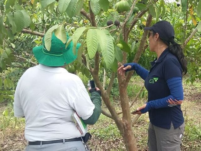 El ICA continúa con estrategias de comunicación del riesgo en el Atlántico para controlar la mota blanca en la guayaba