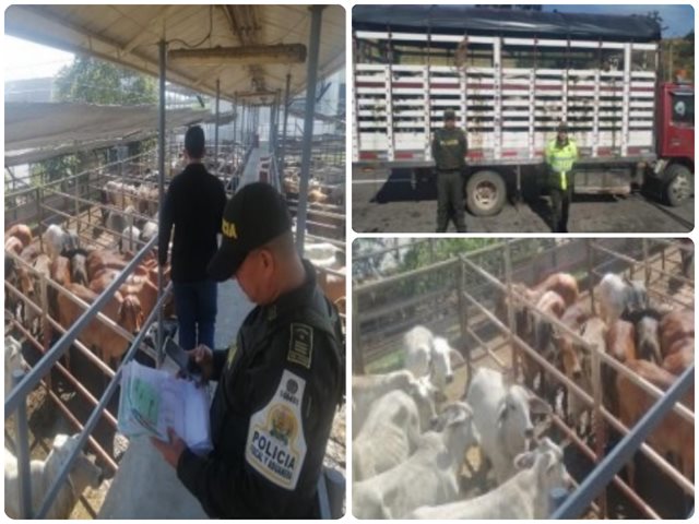 Autoridades incautaron más de 2.500 animales para proteger la sanidad pecuaria del país 