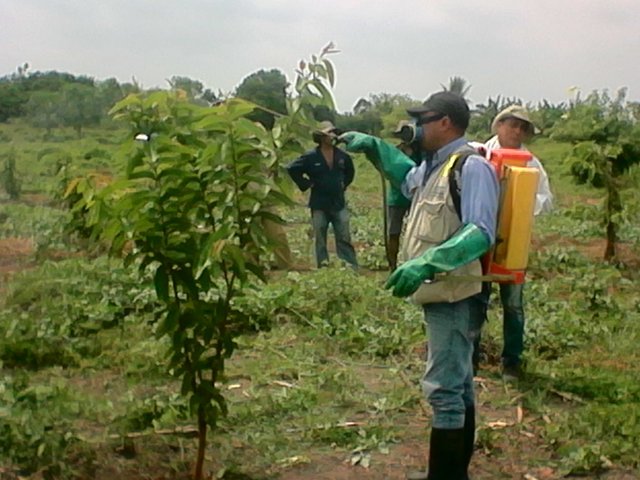El ICA vigila de cerca la mota blanca de la guayaba en el Magdalena