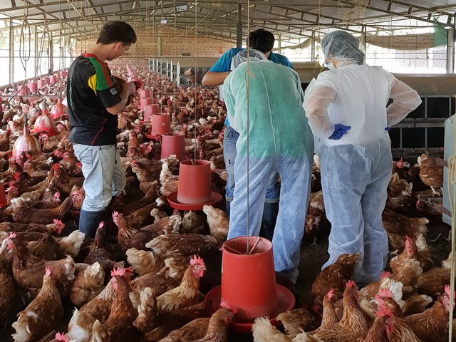 En Arauca se capacitan en programas sanitarios avícolas