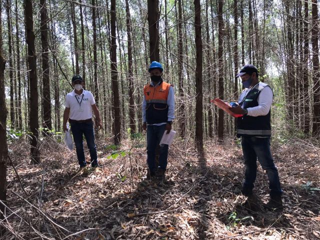 Visita plancion de Pino y Eucalipto 