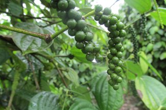 IMG_2178.JPG