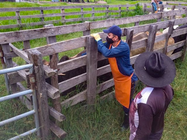 ¡Ganaderos a vacunar! Del 5 de mayo al 21 de junio de 2025 se realizará el primer ciclo de vacunación contra la fiebre aftosa y brucelosis bovina para mantener la sanidad animal y el estatus sanitario del país