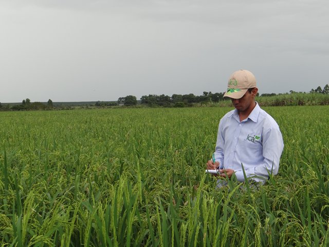En 2017 se abrieron once nuevos mercados internacionales para productos agropecuarios colombianos 
