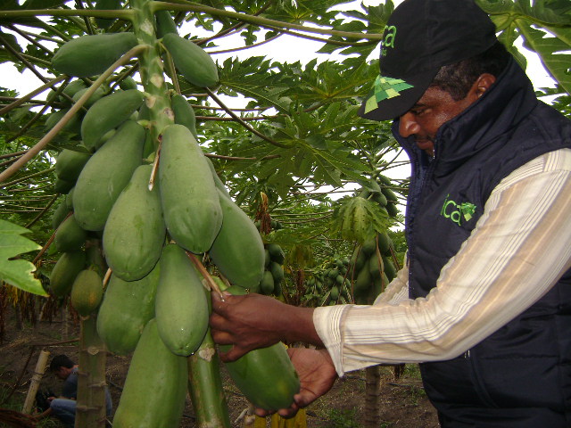 Fruticultores del país a tomar medidas para combatir plaga en cultivos 