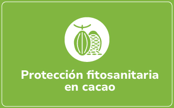 Cacao