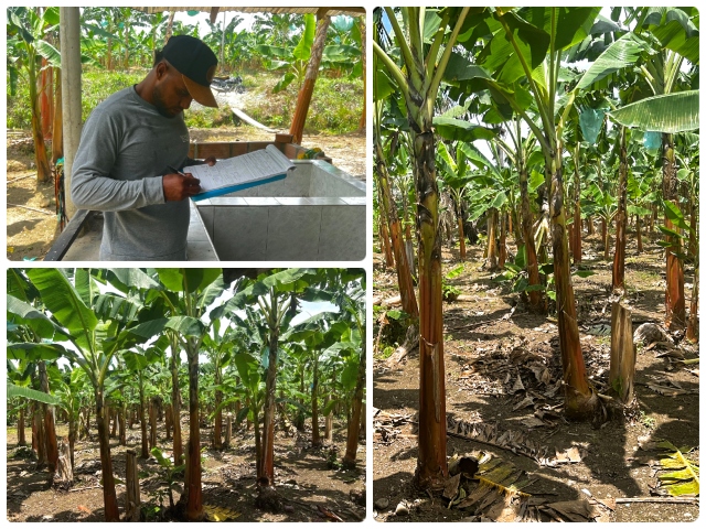 El ICA no para y continúa realizando visitas a predios productores de vegetales en fresco en Chocó