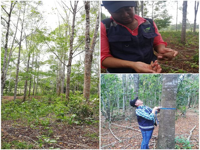 Visitas de inspección a cultivos forestales con fines comerciales.