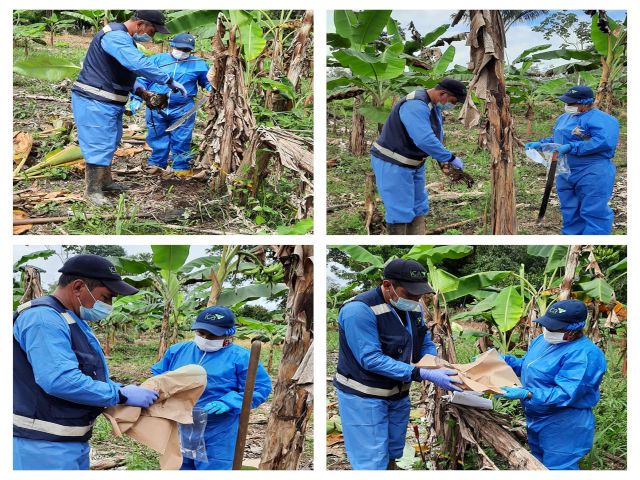 Personal del ICA monitoreando cultivos de plátano en el Guaviare.