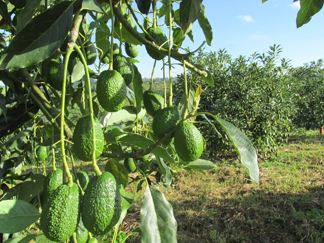 Aguacate Hass colombiano.
