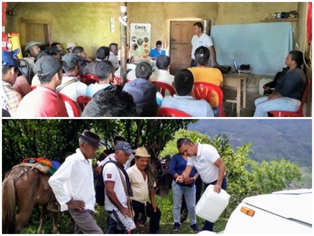 Productores de chontaduro del Cauca se capacitan en el manejo integrado de plagas 