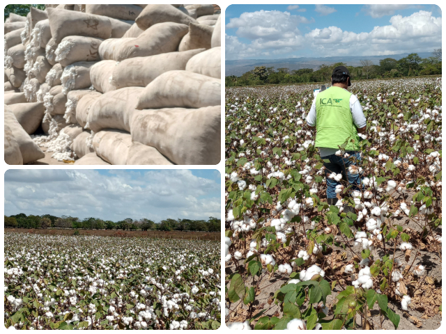 Inspección a cultivos de algodón de La Guajira  