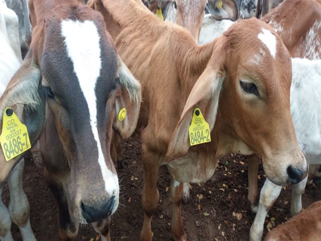 La meta del programa IdentifICA es implementar dispositivos a  30.000 animales nacidos en el 2017  