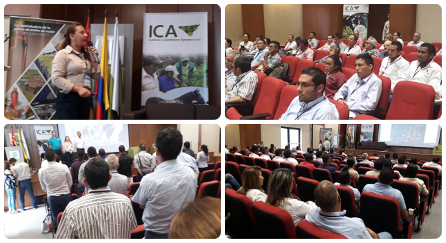 El ICA y Cenipalma trabajan para asegurar el futuro del cultivo de palma de aceite en Santander y la zona centro