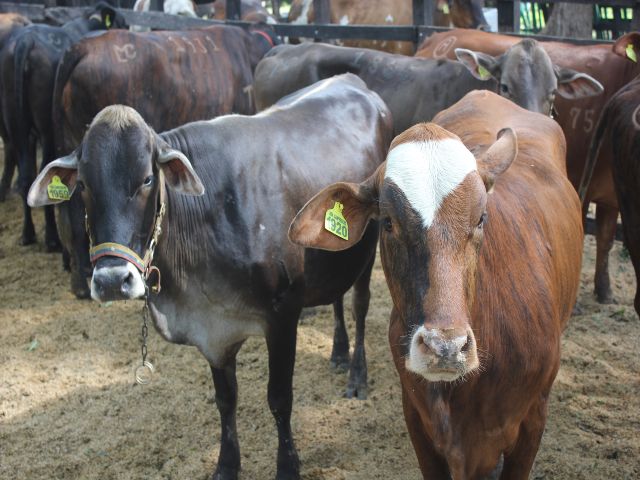 Ganaderos de Santander disponen de dos nuevos canales de atención para agilizar la expedición de las GSMI  