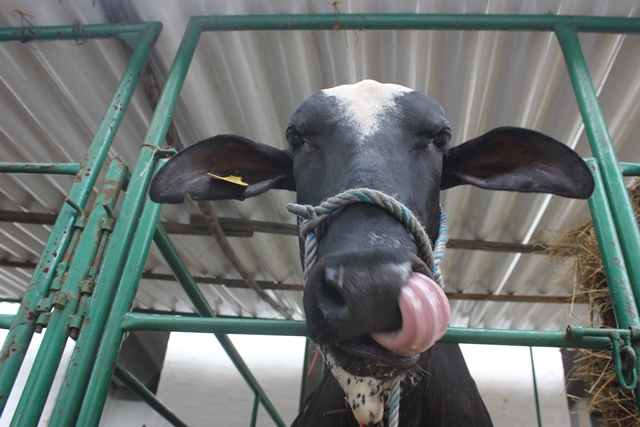 Rusia reabre mercado de carne bovina para Colombia