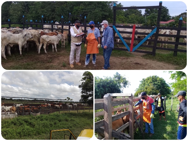 En Sucre, supervisión al proceso de vacunación contra la fiebre aftosa y la brucelosis bovina 