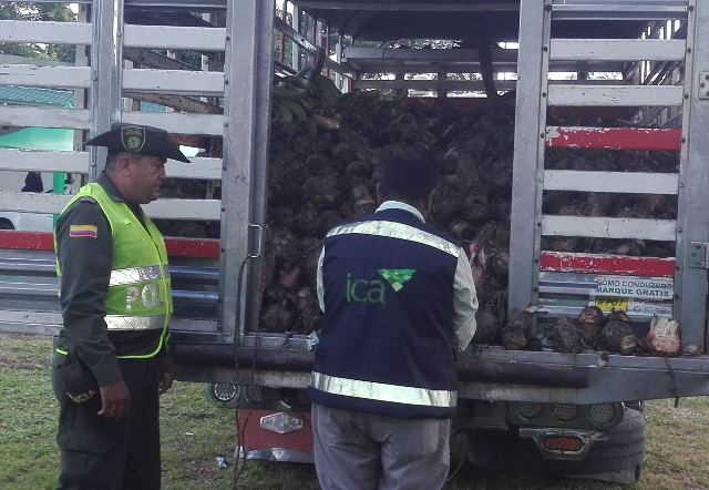 El ICA promueve la expedición de Licencias Fitosanitaria para la Movilización de Material Vegetal