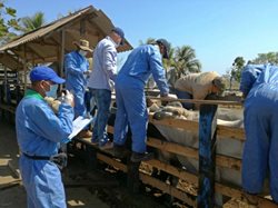 foto-archivo-ica-funcionarios-realizan-pruebas-ganado-exportacion-Jordania.jpg