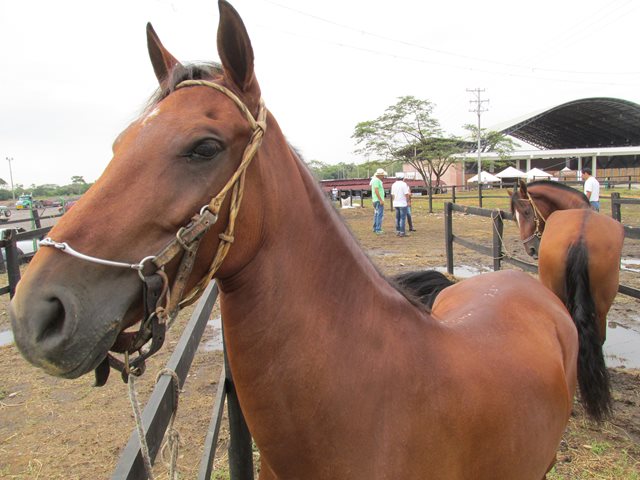 El ICA hizo parte de la gran jornada de bienestar animal en el Quindío 