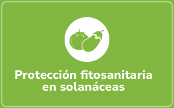 Solanáceas