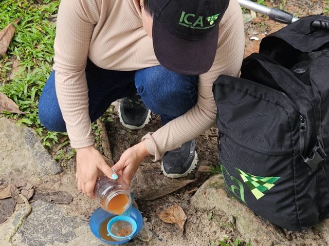 El ICA en Amazonas fortalece actividades para proteger la producción frutícola en el país