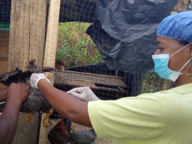 Toma de muestra en predios aviares