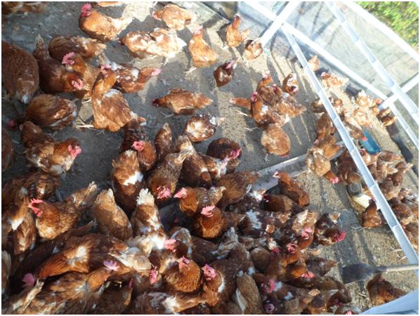 El ICA ordenó el sacrificio de 150 gallinas procedentes de Venezuela 