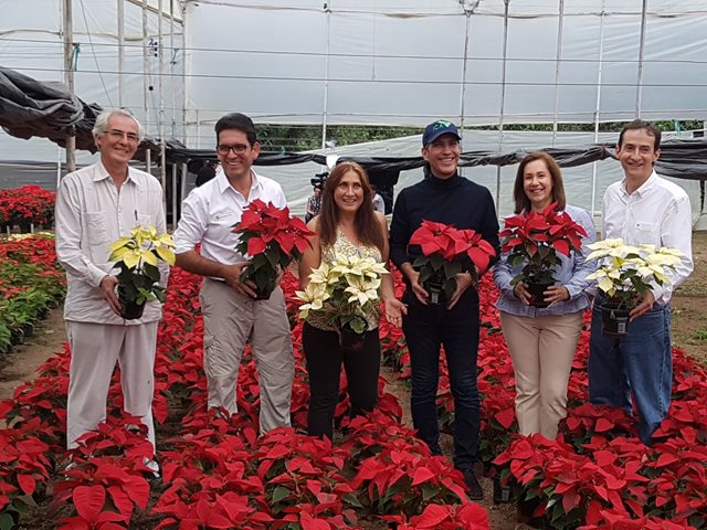 Con control y vigilancia, el ICA trabajará con productores de poinsettias de La Mesa, para ingresar a Ecuador y Panamá