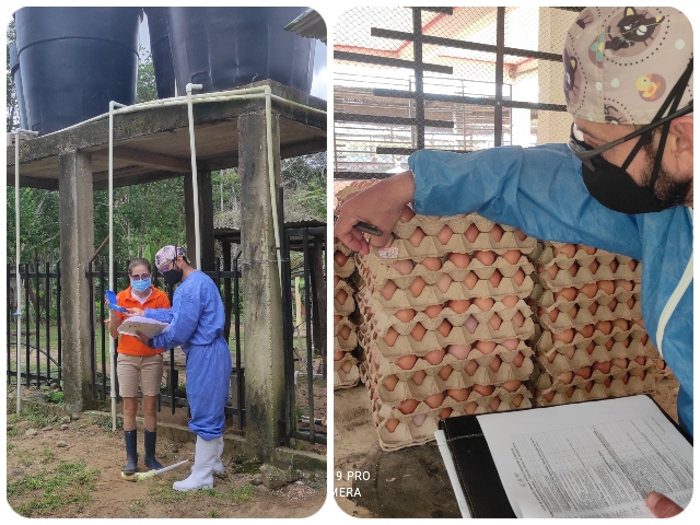 El ICA en Guainía visitó granjas avícolas bioseguras