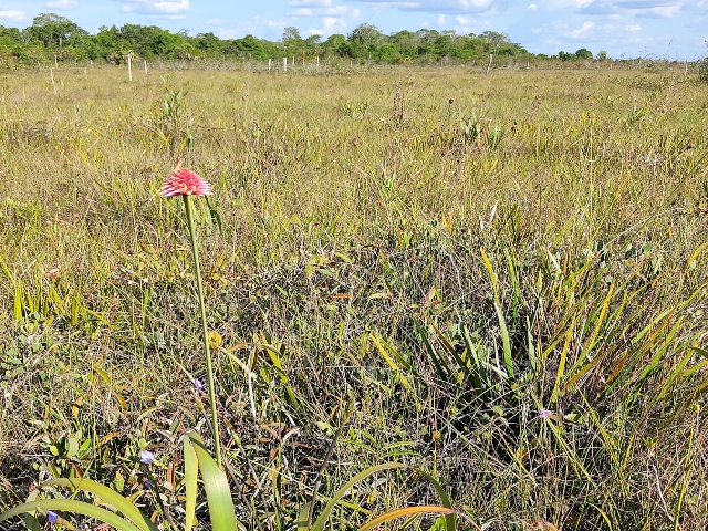 Flor de Inírida