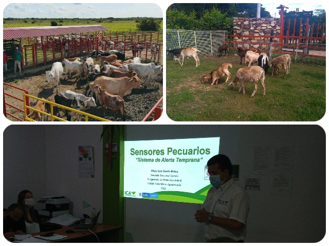 El ICA refuerza sensores epidemiológicos pecuarios en el Quindío