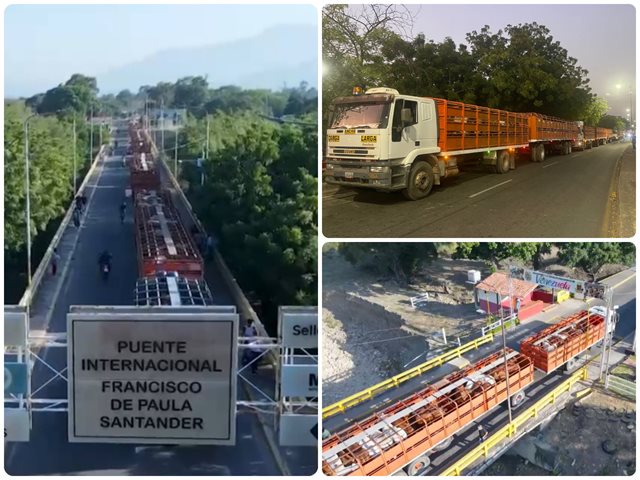 Ganado exportado sobre puente Internacional Francisco de Paula Santander.
