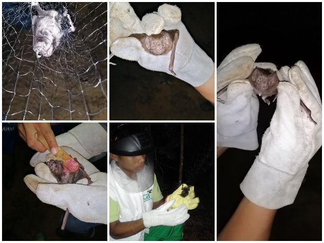 Con jornadas de capturas de murciélagos hematófagos, el ICA controla la rabia de origen silvestre en el Vaupés