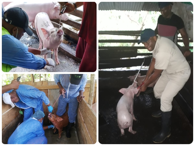 Tomas de muestras en predios porcícolas del Chocó.