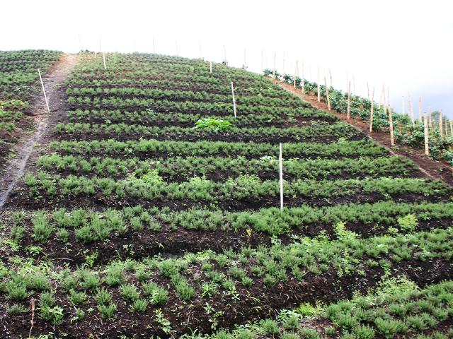 Cultivos de plantas aromáticas      