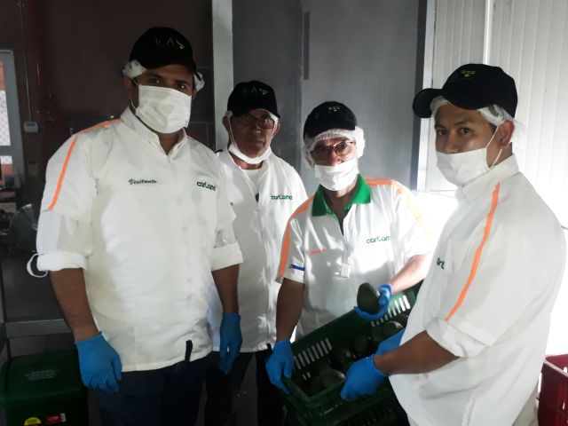 Inspección de cargamento de aguacate Hass a Estados Unidos.