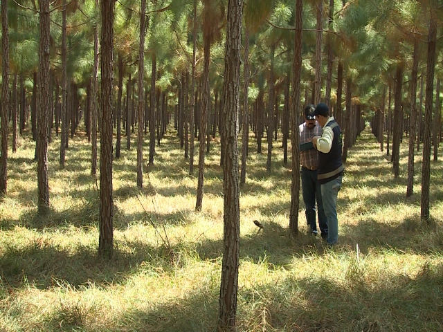 Registro ICA para plantaciones forestales comerciales