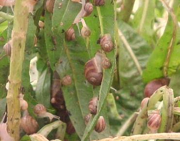 El ICA establece medidas sanitarias ante presencia de caracol gigante africano en varios municipios del Chocó