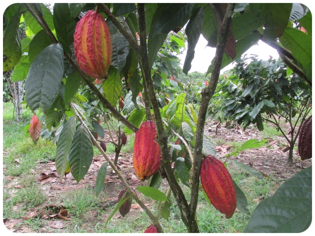 El ICA, Guainía, socializa el proceso para obtener el certificado en BPA en cultivos de cacao