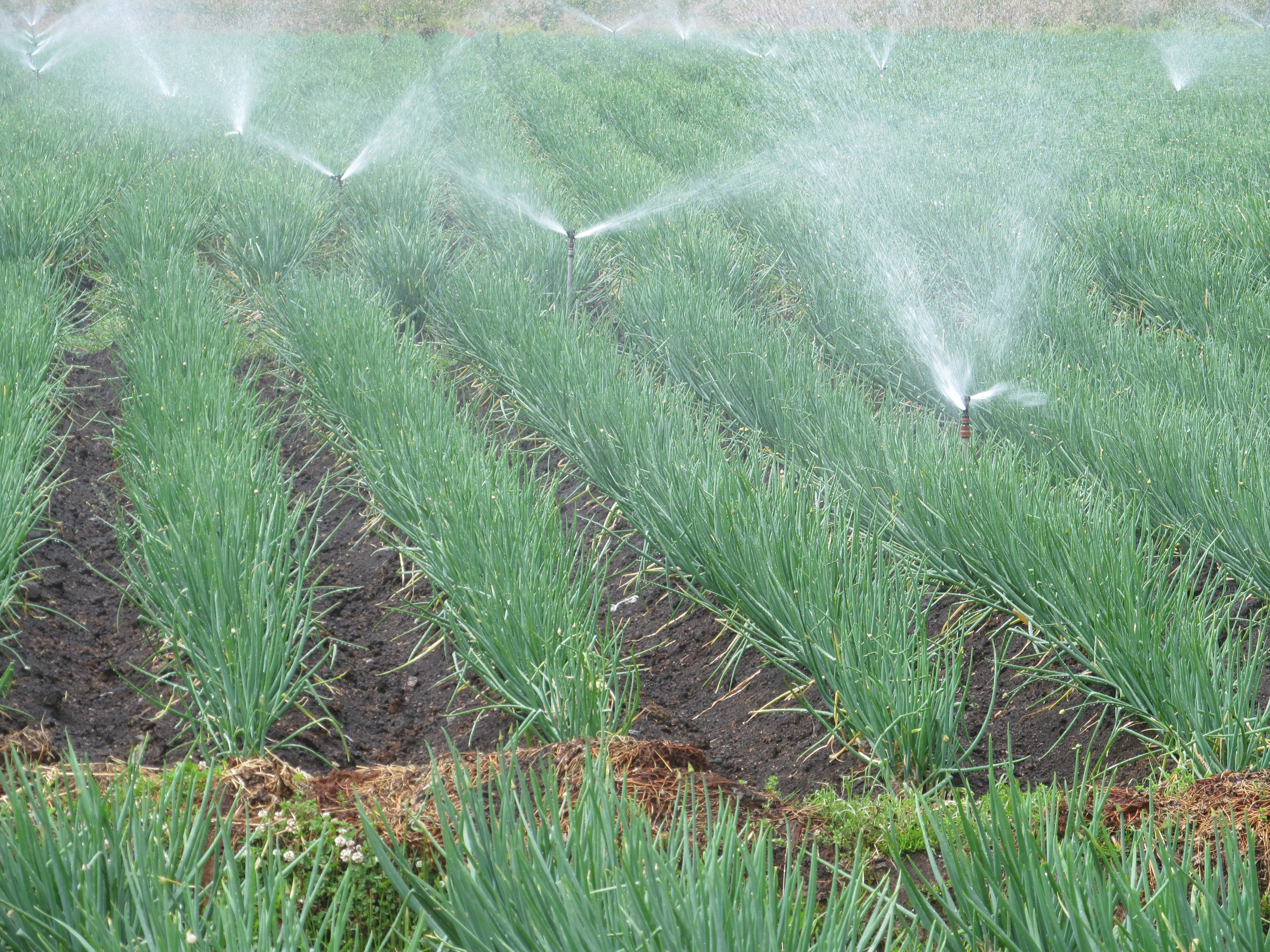 El registro de predios productores agropecuarios facilita y garantiza la calidad en la  producción