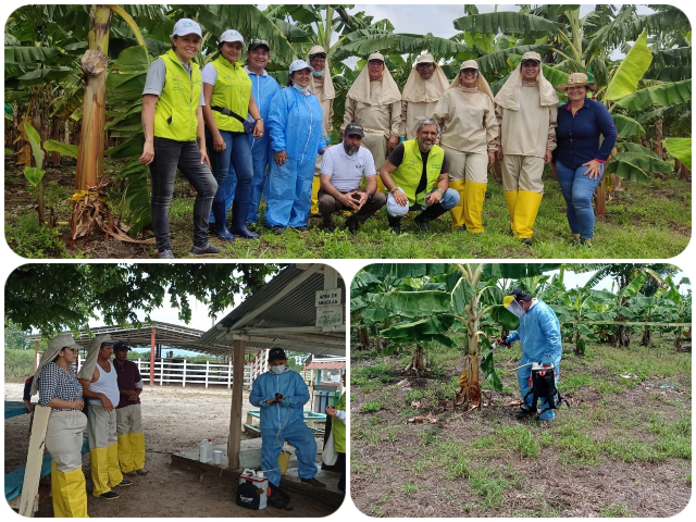 El ICA capacitó a profesionales de Asohofrucol en el manejo de enfermedades del plátano en Arauca