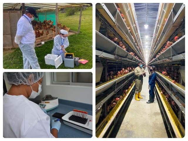El ICA y Fenavi trabajan juntos por el campo colombiano