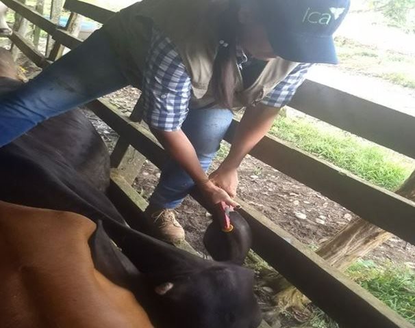 El ICA trabaja en la identificación de ganado bovino y bufalino en el Caquetá 