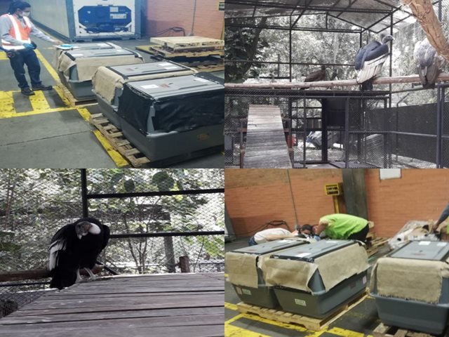 Inspección del ICA a las cuatro aves que llegaron a Colombia