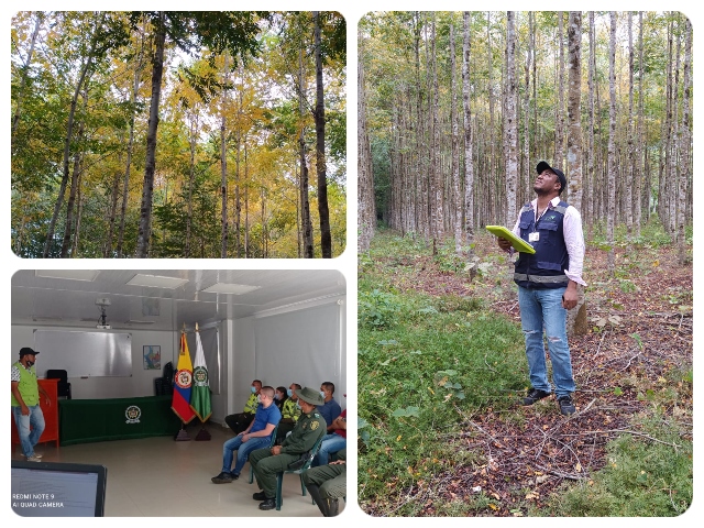 El ICA, Guaviare, realizó vigilancia fitosanitaria en cultivos forestales y agroforestales