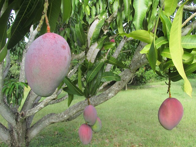 Se inactivan 260 registros de predios productores de fruta