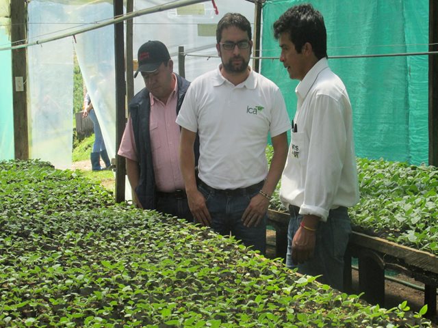 Productores de semillas y de material vegetal deben cumplir la normatividad del ICA